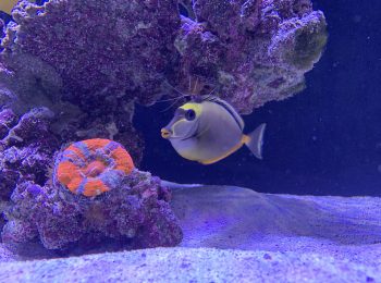 Das Meeraquarium in dem Showroom von GARDEON