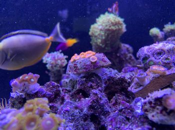 Das Meeraquarium in dem Showroom von GARDEON