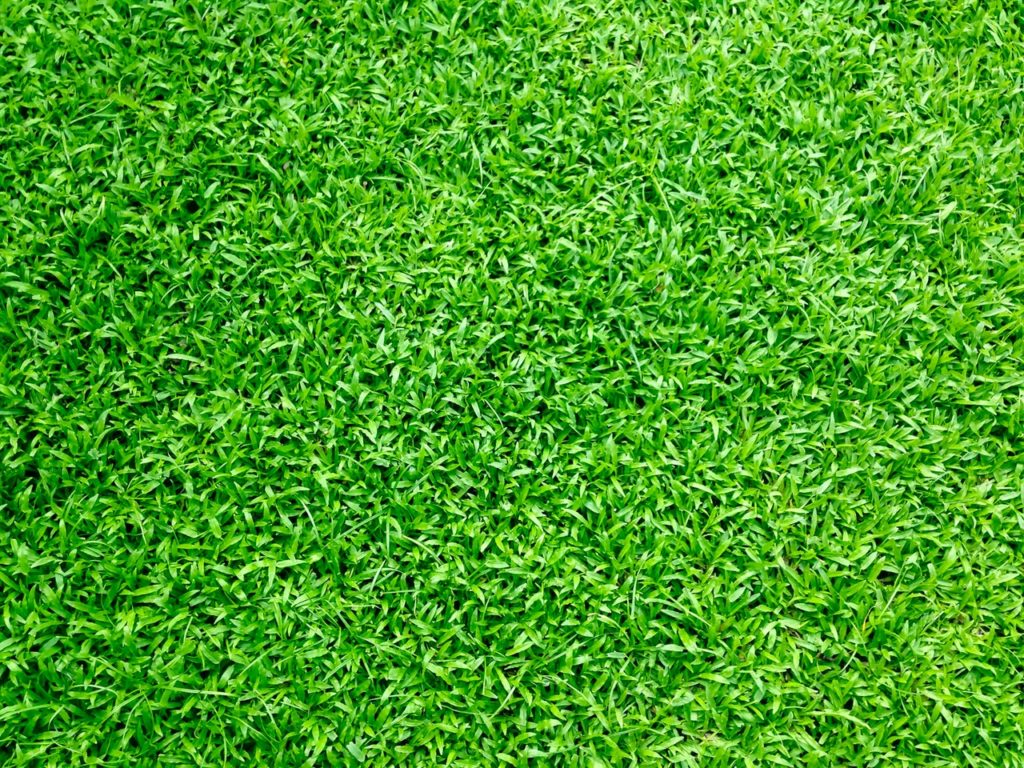 Grünes Grass
