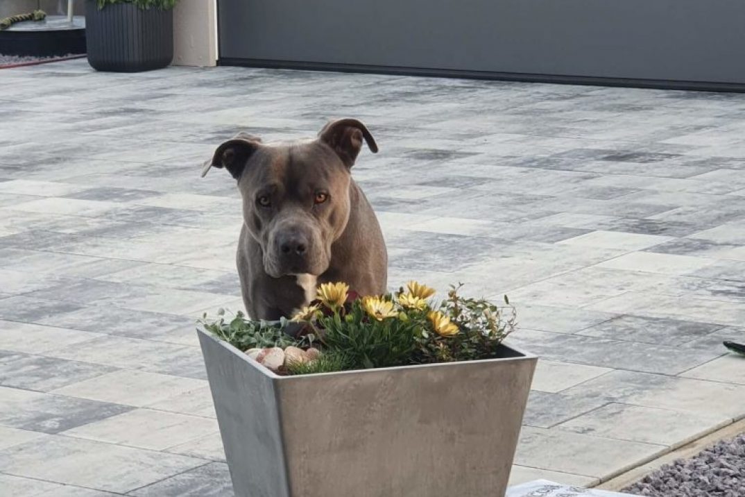 Ein Hund vor einer neuen GARDEON Garage